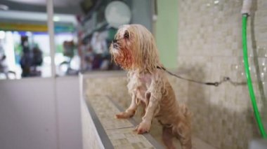 Islanmış Shih Tzu, evcil hayvan dükkanında banyo yaptıktan sonra