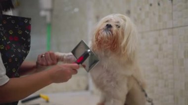 Evcil hayvan dükkanında köpek kürkü dövüşü. Tımarcı Şirin Shih-Tzu. Yerel İş Hizmetleri kavramı