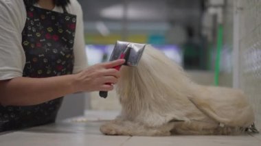 Hayvan Bakımı: Shih-Tzu Köpek Kürkü 'nü banyodan sonra fırçalamak. Pet 'in yerel bir iş yerinde yıkanma ve banyo süreci