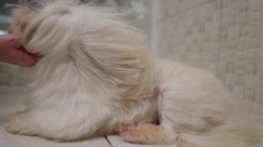 Küçük Köpek Kürkü 'nü yavaş çekimde kurutmak. Shih-Tzu Yarış Köpeği evcil hayvan dükkanında şımartılıp tımar ediliyor.