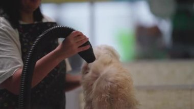 Pet Shop çalışanı banyodan sonra Kurutucu Köpek Kürkü. Gizli Yerel İş Mesleği