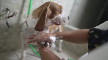 Yerel bir işletmedeki Profesyonel Hayvan Dükkanı Hizmetleri. Kadın çalışan Yıkama Köpeği Pençesi elle