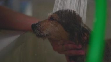 Küçük Köpek 'i duş başlığıyla ağır çekimde yıkamak