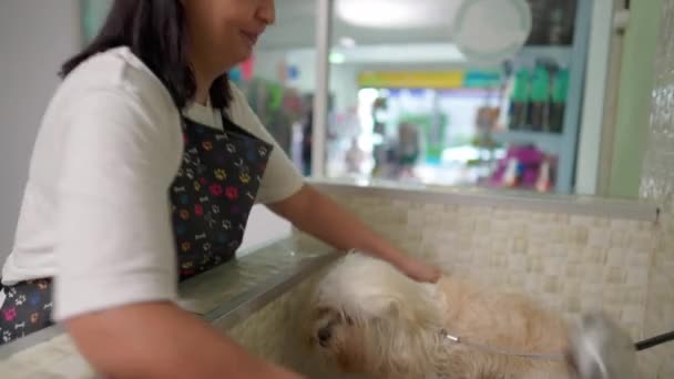 Kvinna Badhund Pet Shop Anställd Håller Dusch Huvud Tvätta Poodle — Stockvideo
