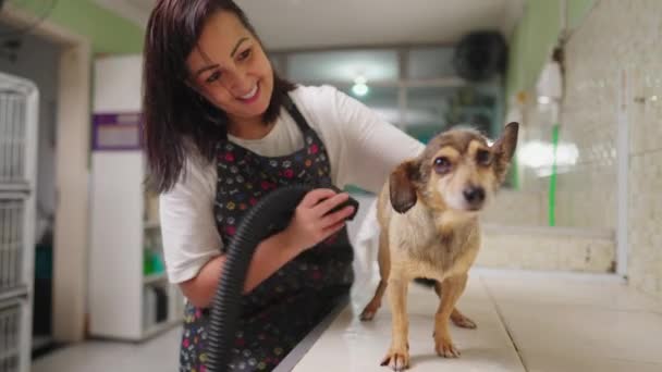 Frau Trocknet Hund Mit Großen Trockner Knolle Pet Shop Lokaler — Stockvideo