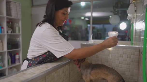 Женщина Работница Применяет Шампунь Маленькой Собаке Зоомагазине — стоковое видео