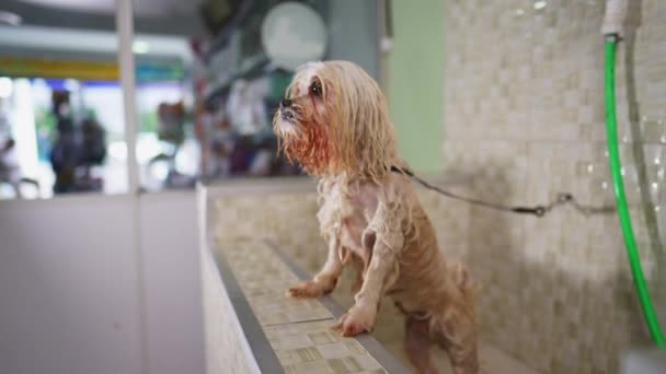 Drenched Shih Tzu Pet Shop Nach Dem Bad — Stockvideo