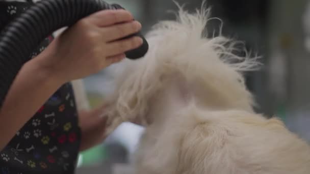 Detailní Záběr Rukou Sušení Dog Fur Koupeli Zaměstnání Obchodě Zvířaty — Stock video