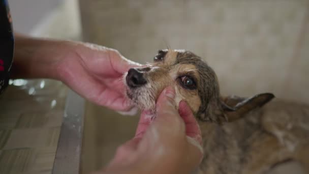 Hände Großaufnahme Beim Waschen Von Small Dog Pet Shop Bade — Stockvideo