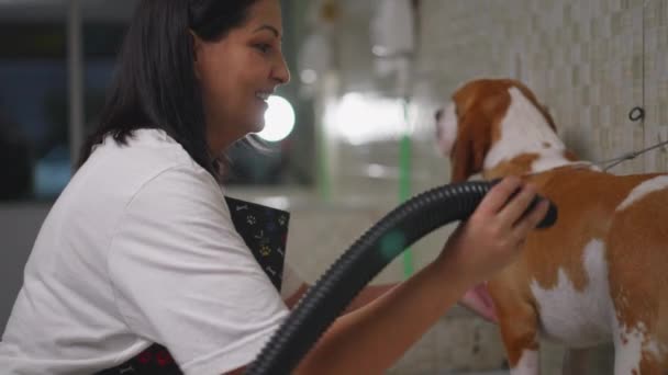 Žena Zaměstnankyně Pomocí Sušičky Dry Beagle Fur Místním Obchodě Zvířaty — Stock video