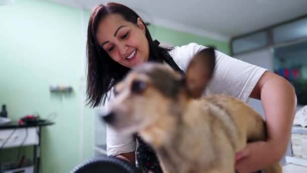 Μια Γυναίκα Που Στεγνώνει Σκυλιά Στο Κατάστημα Κατοικίδιων Μικρό Σκυλάκι — Αρχείο Βίντεο