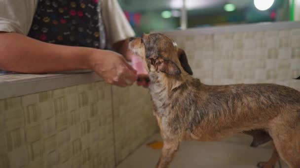 Mitarbeiter Schrubben Hund Shampoo Der Zoohandlung Mitarbeiterin Örtlichen Ladengeschäft — Stockvideo