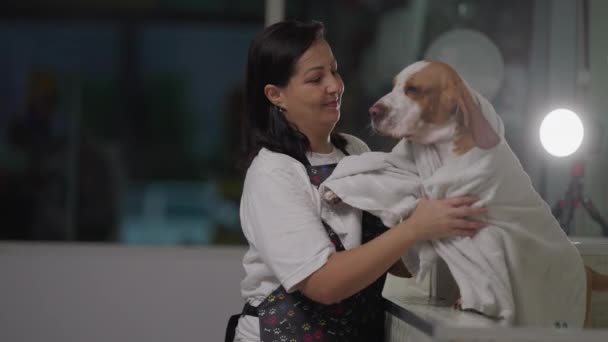 Žena Pet Shop Zaměstnanec Pokrývající Psa Beagle Ručníkem Koupeli Žena — Stock video