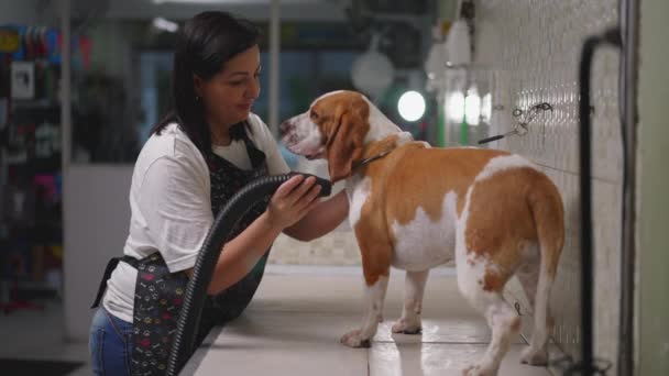 当地宠物店的女员工用烘干机烘干狗肉卷 犬类伴侣整形过程 — 图库视频影像