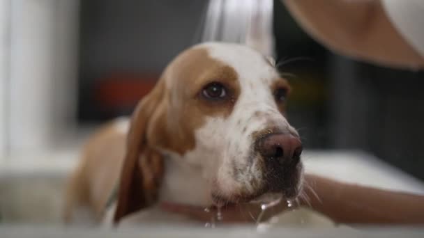 Hundepflege Der Zoohandlung Mitarbeiterin Nutzt Duschkopf Beagle Begleiter Baden — Stockvideo