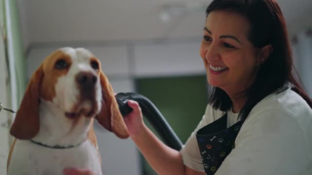 Glückliche Frau Trocknet Hund Beagle Pet Shop Lokalen Geschäft Fröhlicher — Stockvideo