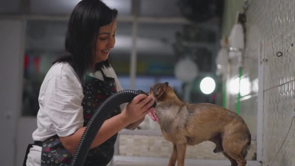 Huisdierenverzorging Actie Vrouwelijke Zakelijke Eigenaar Drooghond Met Droger Lokale Winkel — Stockvideo