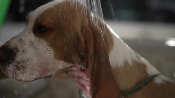 Close Dog Beagle Wird Pet Shop Gewaschen Badetier Mit Duschkopf — Stockvideo