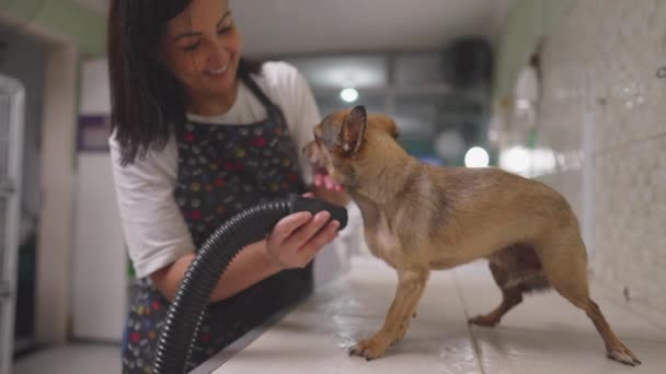 Joyful Empleado Secado Perro Pet Shop Mujer Aseo Beagle Canine — Vídeos de Stock