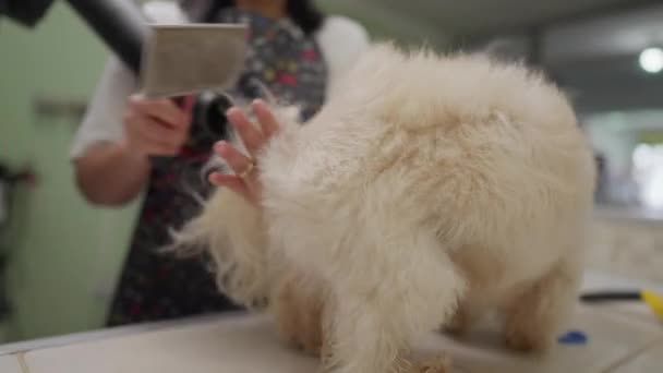 犬の毛皮を入浴後に乾燥させる人 現地ペットショップでの職業紹介サービス — ストック動画