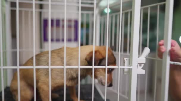 Mitarbeiter Entfernt Kleinen Hund Aus Dem Käfig Hundebegleiter Befreit Sich — Stockvideo