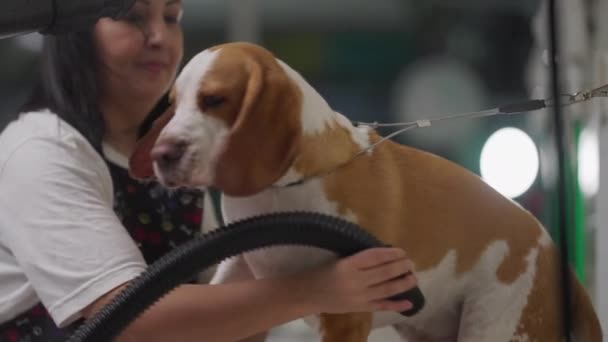 Haustierpflege Mitarbeiterin Örtlichen Zoogeschäft Trocknet Hundebeagle Mit Trockner — Stockvideo