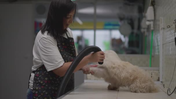 Pet Shop Zaměstnanec Péče Shih Tzu Koupeli Local Business Service — Stock video