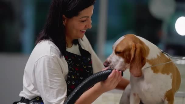 Glädjande Anställd Torkar Hund Pet Shop Kvinna Grooming Beagle Hund — Stockvideo