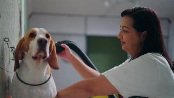 Verwöhnprogramm Für Haustiere Mitarbeiterin Trocknet Beagle Pelz Örtlichen Zoogeschäft Sanft — Stockvideo