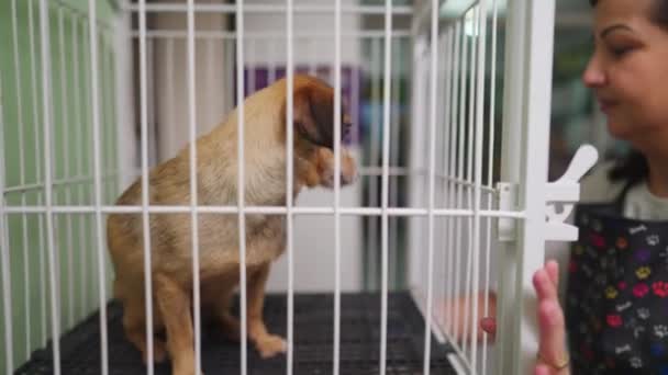 Huisdierenwinkel Medewerker Zet Small Dog Kooi Gezellig Huisdier Achter Tralies — Stockvideo