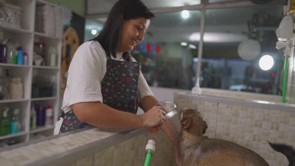 Happy Fena Zaměstnanec Mytí Malý Pes Sprchou Hlava Uvnitř Místního — Stock video
