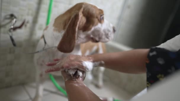 Servicios Profesionales Tienda Mascotas Negocio Local Empleada Lavando Perro Beagle — Vídeos de Stock