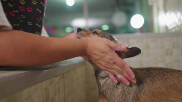 Mitarbeiterin Schrubbt Kleinen Hund Pet Shop Mit Shampoo Person Wäscht — Stockvideo