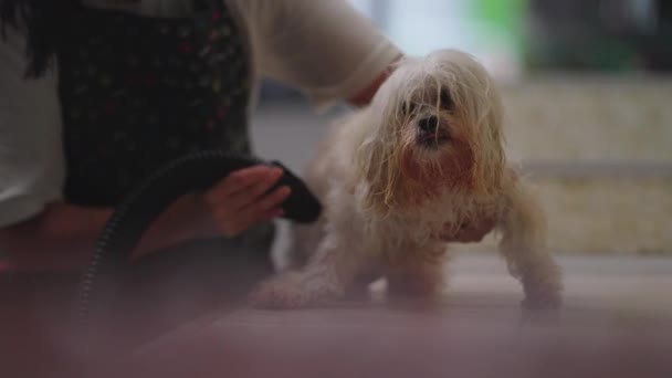 Hundepflege Örtlichen Tierladen Mitarbeiterin Trocknet Nasses Fell Nach Dem Bad — Stockvideo