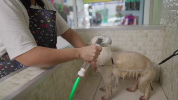 ペットストアでの犬のグルーミング 従業員の洗濯と入浴のクローズアップ犬のコンパニオン — ストック動画