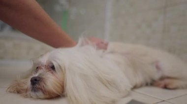 Shih-Tzu Köpeği Profesyonel Hayvan Bakım Dükkanında Kürk Kurutma Seansının Tadını Çıkartıyor