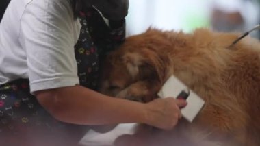 Hayvan bakımı: çalışanlar banyodan sonra Köpek Kürkü 'nü tarıyorlar. Golden Retriever Tımar Süreci ile ilgilenen kişi
