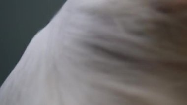 Hayvan Dükkanı 'nda Saç Kurutma Altında Köpek Kürkü Mücadelesi: