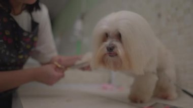 Köpek Kürkünün ve Pençelerinin Makas Tımarı Yazan: Evcil Hayvan Dükkanı Çalışanı