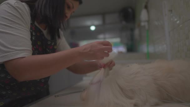 Tierhandelskauffrau Pflegt Hund Kämmt Fell Und Verbeugt Sich — Stockvideo