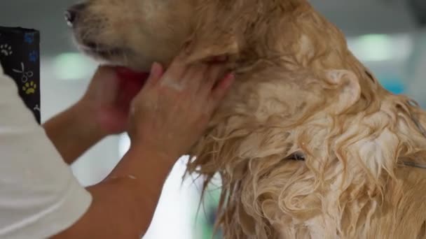 Gründliches Waschen Und Baden Eines Nassen Golden Retriever Hundes Tierladen — Stockvideo