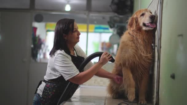 Γυναίκα Ξήρανση Μεγάλο Golden Retriever Γούνα Σκύλου Στο Pet Shop — Αρχείο Βίντεο