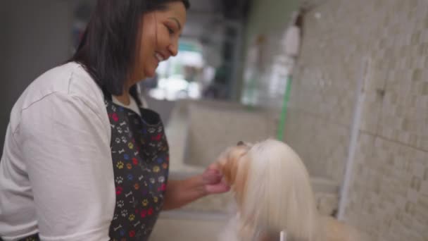 Veselý Brazilský Malý Podnikatel Combing Shih Tzu Dog Pet Shop — Stock video