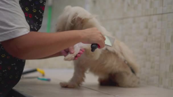 Pet Shop Pflege Des Shih Tzu Hundes Person Durchkämmt Hundebegleiter — Stockvideo