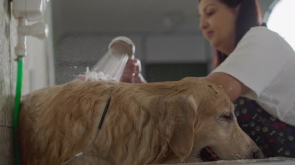 Mytí Koupání Mokrý Zlatý Retrívr Pes Zpomaleném Filmu Sprchovým Koutem — Stock video