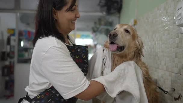 Happy Woman Ξήρανση Golden Retriever Dog Πετσέτα Στο Κατάστημα Ζώων — Αρχείο Βίντεο