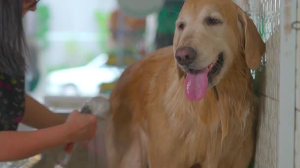 Durchnässter Golden Retriever Tierladen Mitarbeiter Baden Und Waschen Hund — Stockvideo
