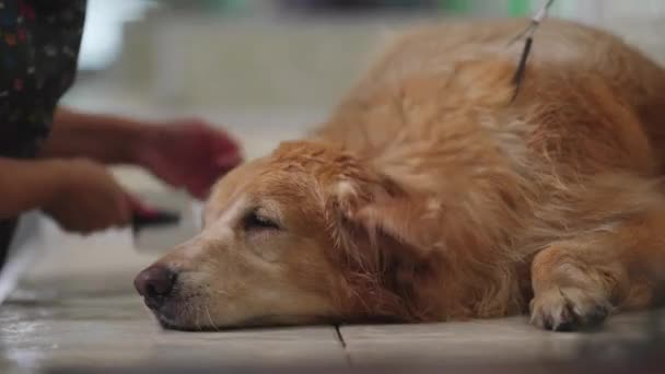 Κομπίνες Χαλαρή Golden Retriever Dog Στο Pet Shop Διαδικασία Περιποίησης — Αρχείο Βίντεο