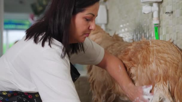 Hundefell Der Zoohandlung Kleinunternehmer Wäscht Golden Retriever Mit Duschkopf — Stockvideo