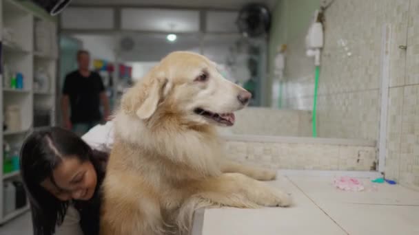 Pet Shop Zaměstnanec Zdvihání Velký Zlatý Retrívr Pes Příprava Péče — Stock video
